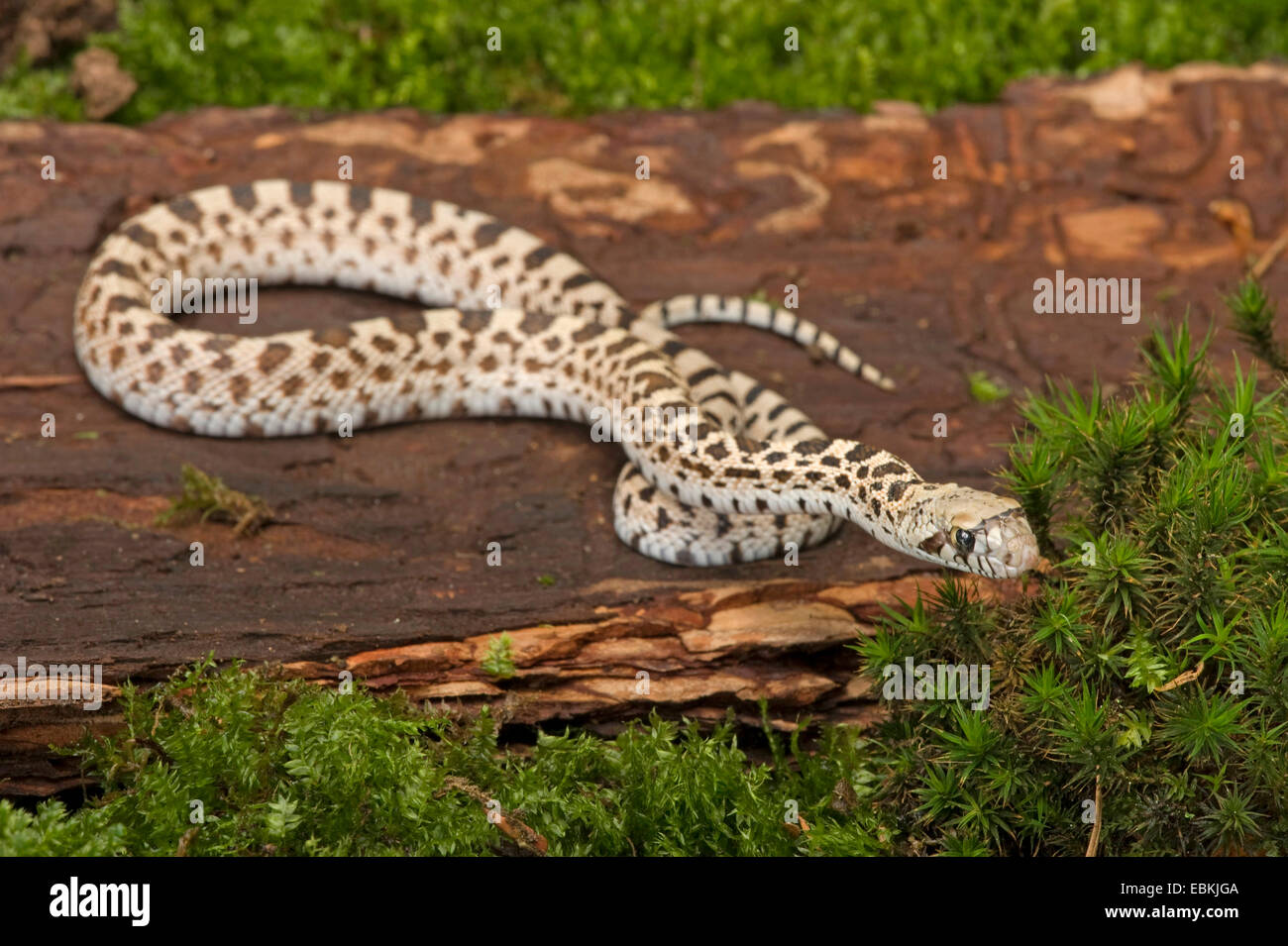 Bullsnake (Pituophis Catenifer Sayi), Lying On Wood Stock Photo - Alamy