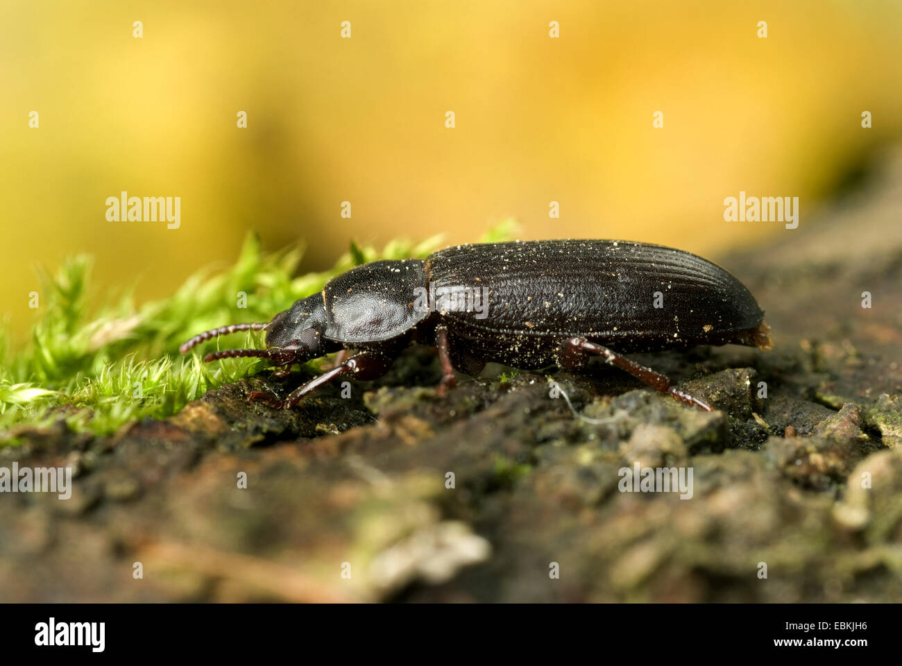 yellow mealworm beetle (Tenebrio molitor), side view Stock Photo