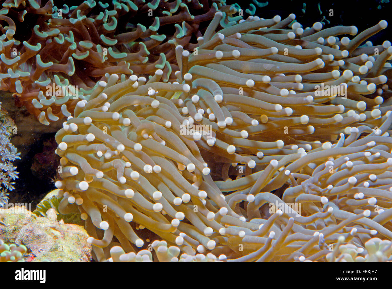 Torch Coral (Euphyllia spec.), side view Stock Photo