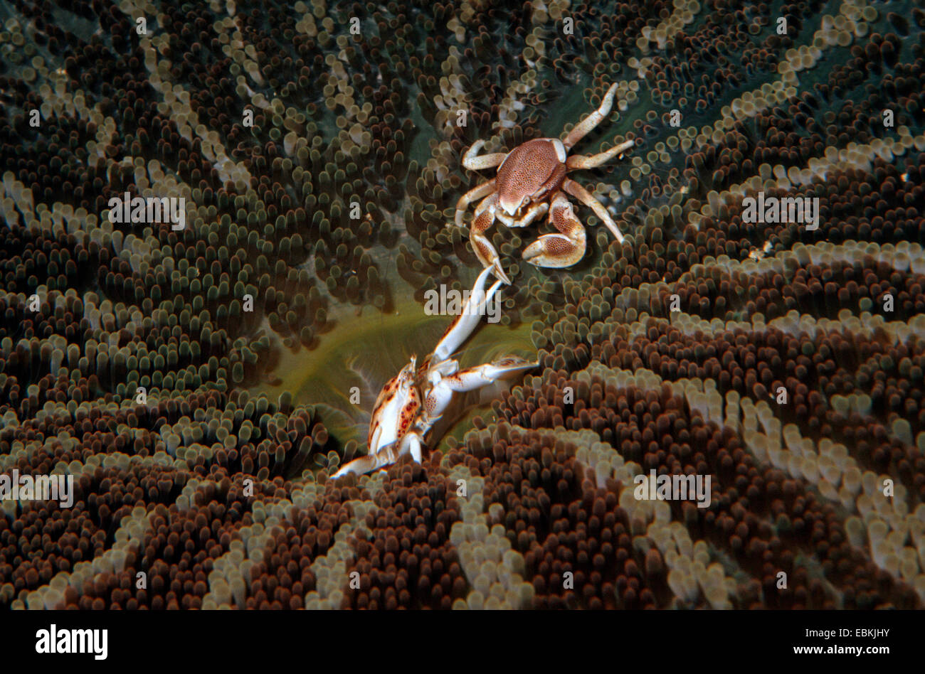 Porcelain Crab (Neopetrolisthes maculatus, Neopetrolisthes oshimai), fighting on an sea anemone, Philippines Stock Photo