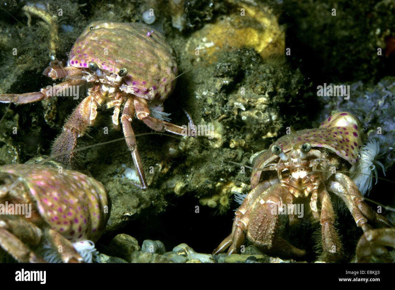 Prideaux's hermit crab, smaller hermit crab (Pagurus prideaux, Eupagurus prideaux), with  sea anemone, Adamsia palliata Stock Photo