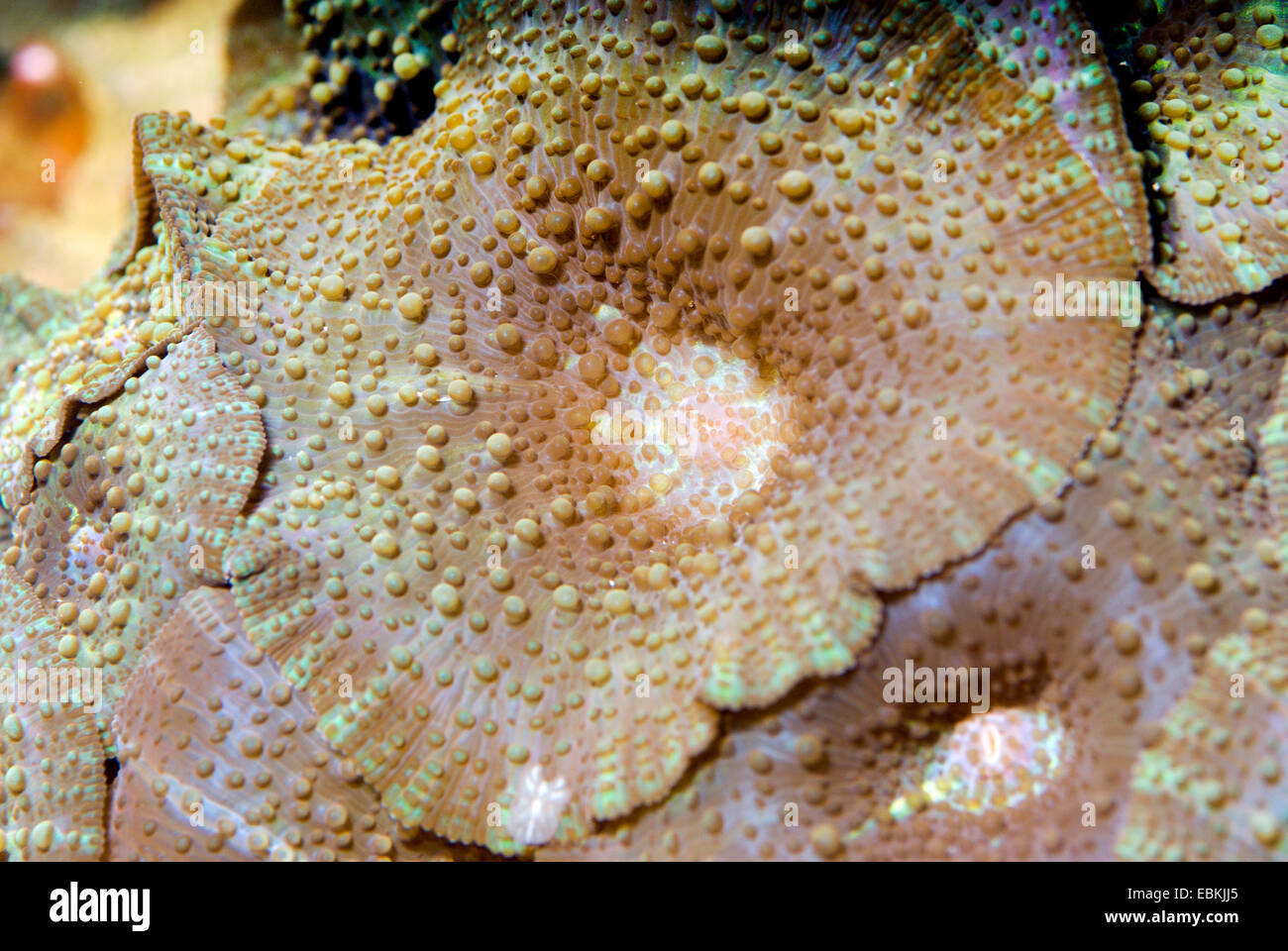 Mushroom Coral (Discosoma spec.), close-up view Stock Photo