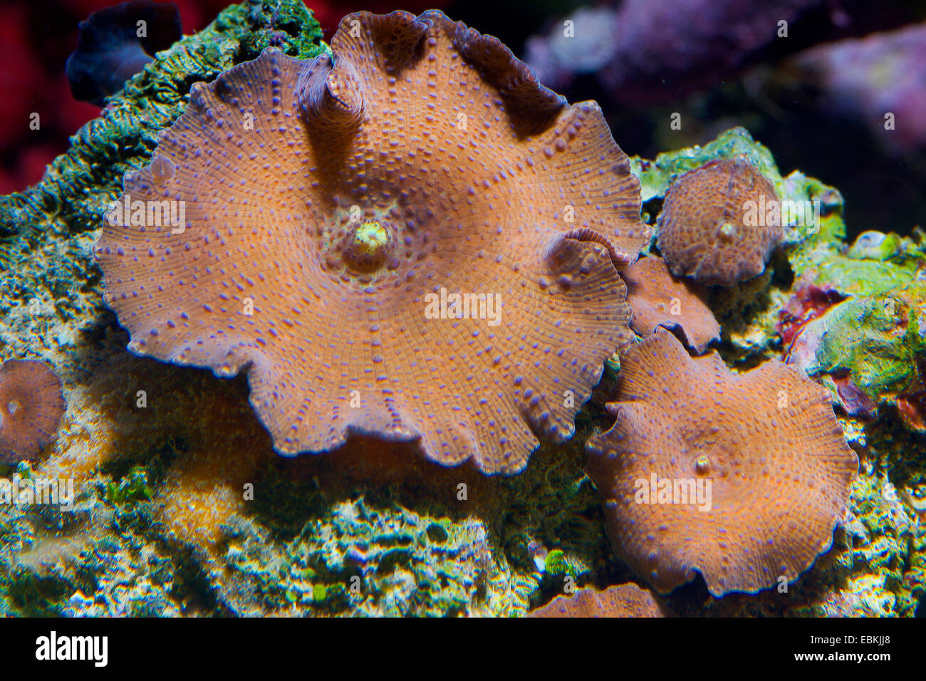 Mushroom Coral (Discosoma spec.), three brown mushroom corals Stock Photo