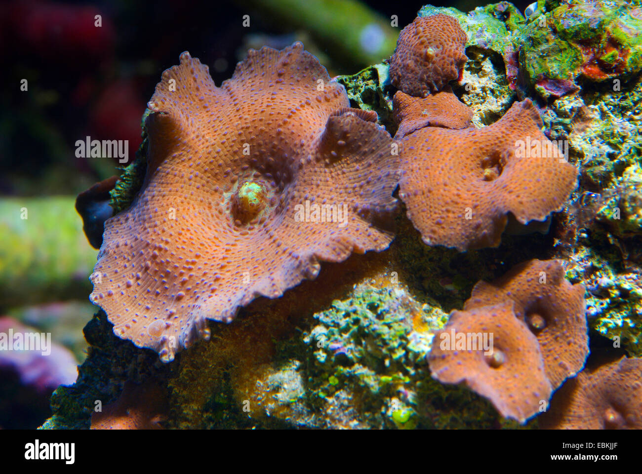 Mushroom Coral (Discosoma spec.), seven brown mushroom corals Stock Photo