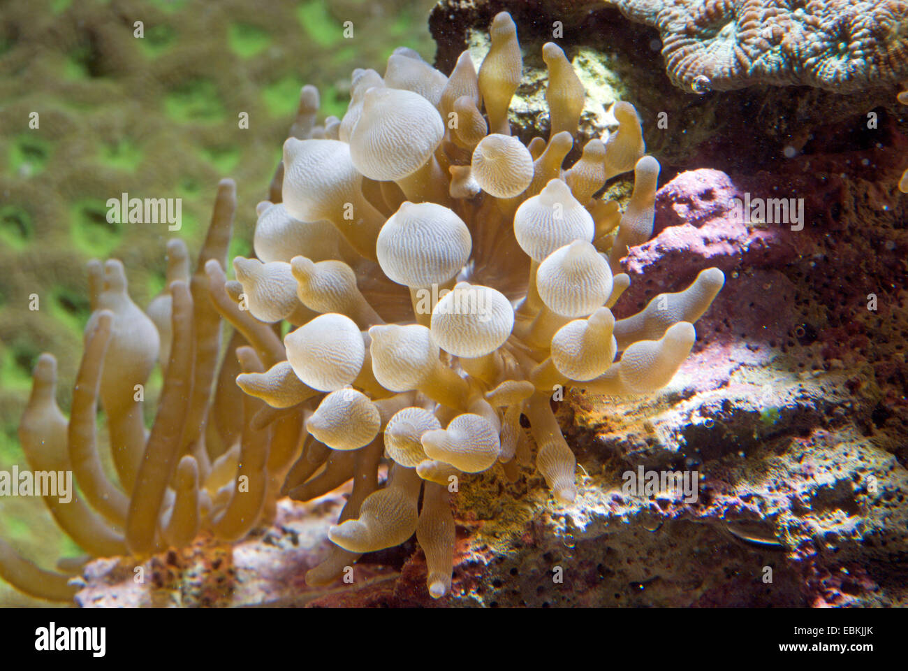 four-colored anemone, bubble-tip anemone, bulb-tip anemone, bulb-tentacle sea anemone, maroon anemone (Entacmaea quadricolor), high angle view Stock Photo