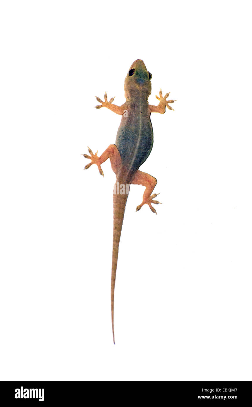 geckos (Gekkonidae), gecko on a wall, India, Madhya Pradesh Stock Photo