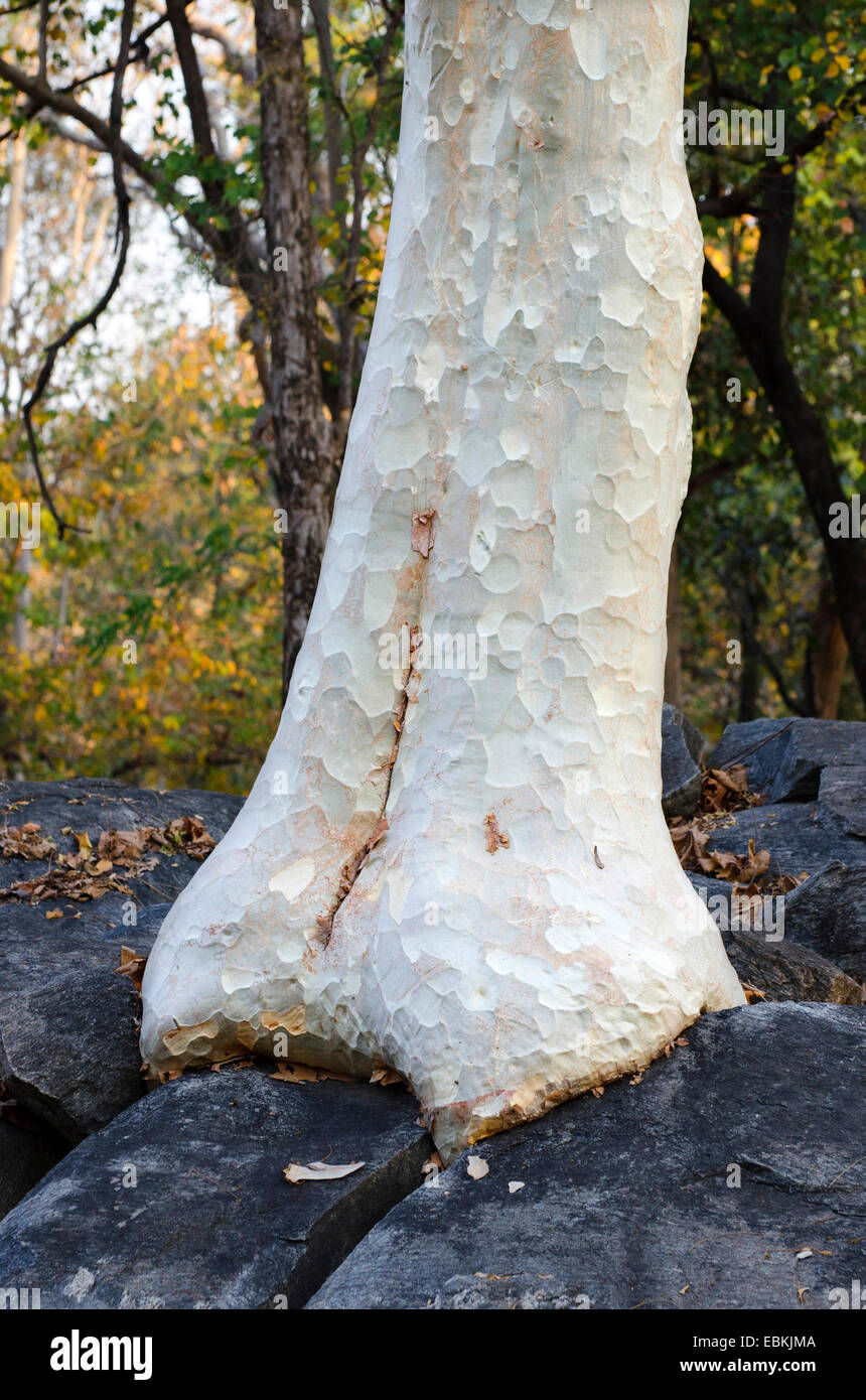 Indian ghost tree, Kullu (Sterculia urens), treetrunk on rocks, India, Madhya Pradesh Stock Photo