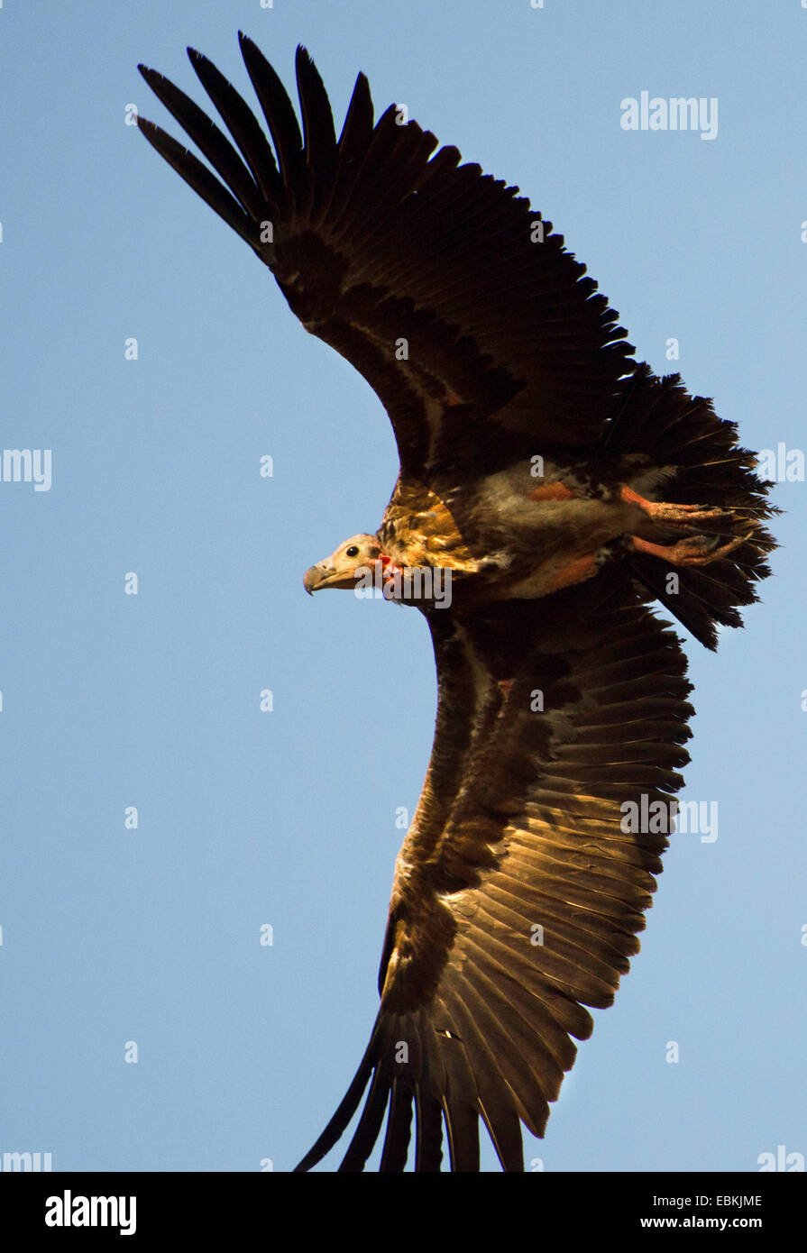 Red-headed Vulture, Asian King Vulture, Indian Black Vulture, Pondicherry Vulture  (Sarcogyps calvus), in flight, India, Madhya Pradesh Stock Photo