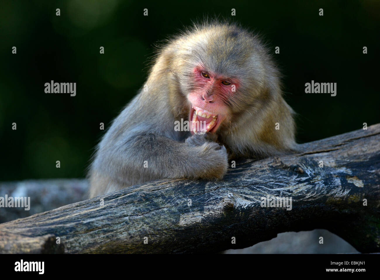 Japanese macaque, snow monkey (Macaca fuscata), seems to laugh up one's sleeve Stock Photo