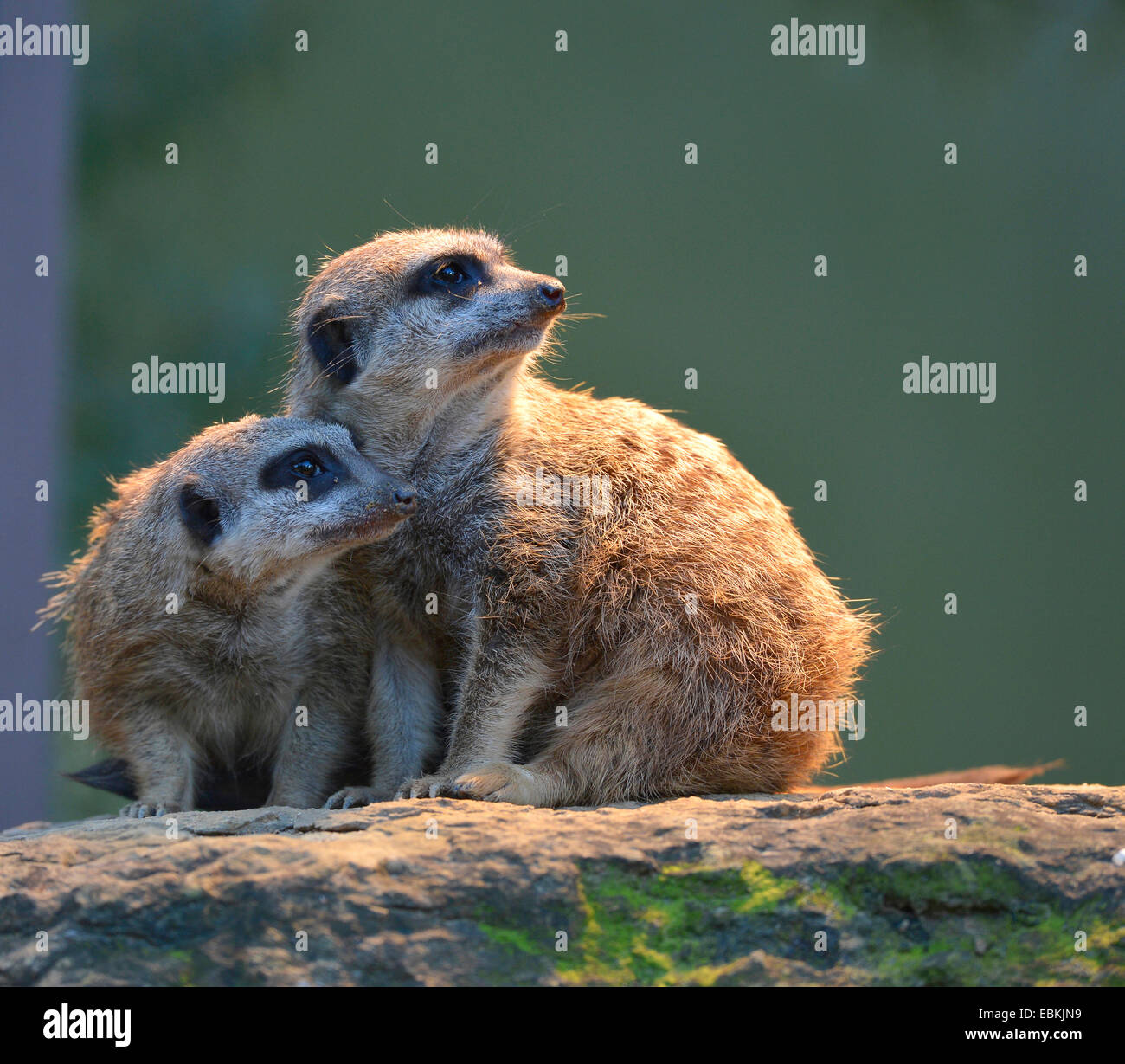 suricate, slender-tailed meerkat (Suricata suricatta), two suricates on a stone in sunshine Stock Photo