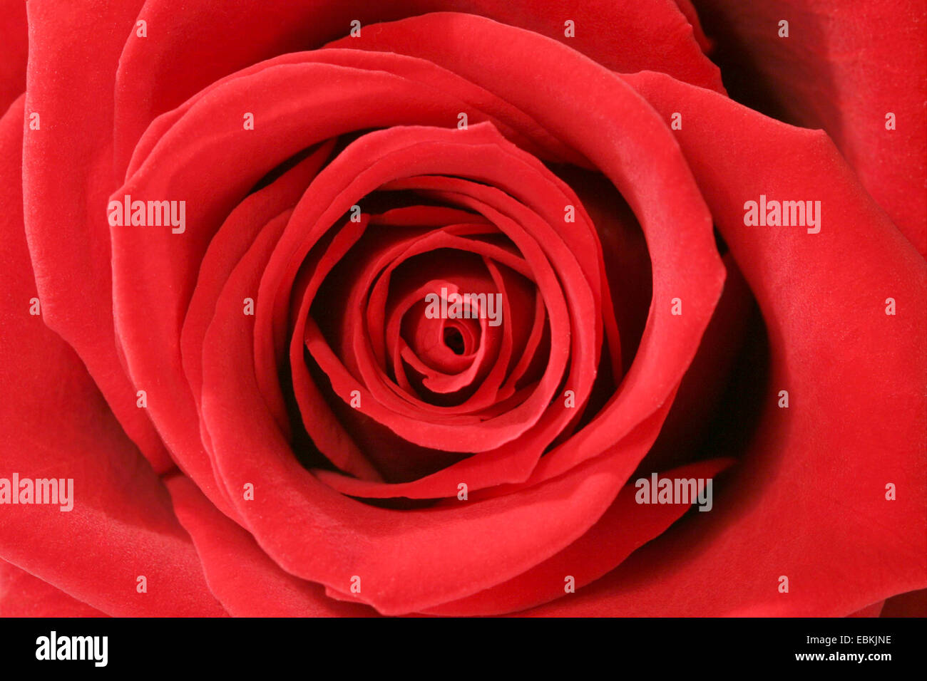 Red Rose Angiosperm Angiosperms High Resolution Stock Photography and ...