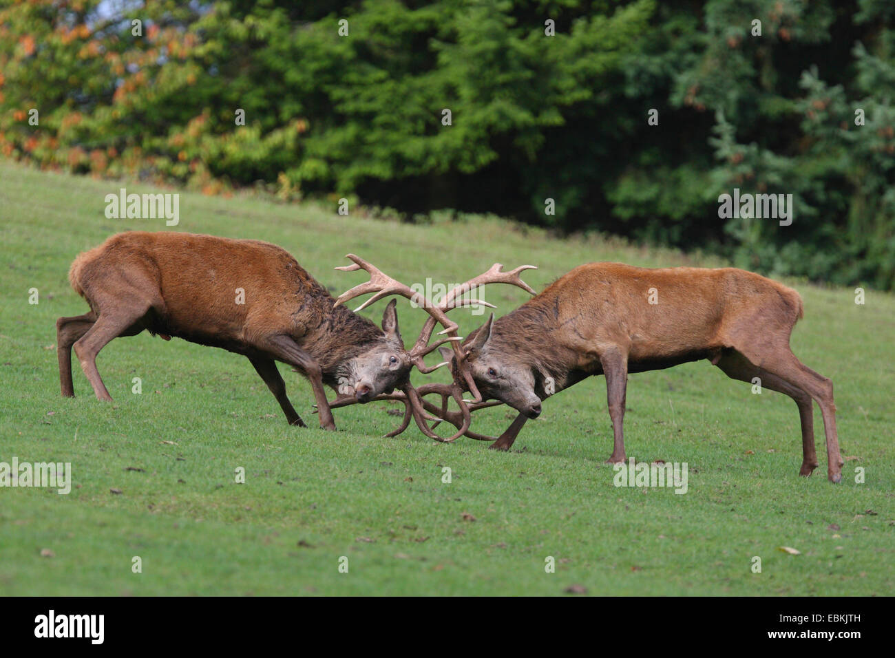 red deer (Cervus elaphus), fighting, Germany, Rhineland-Palatinate, Pfaelzer Wald Stock Photo