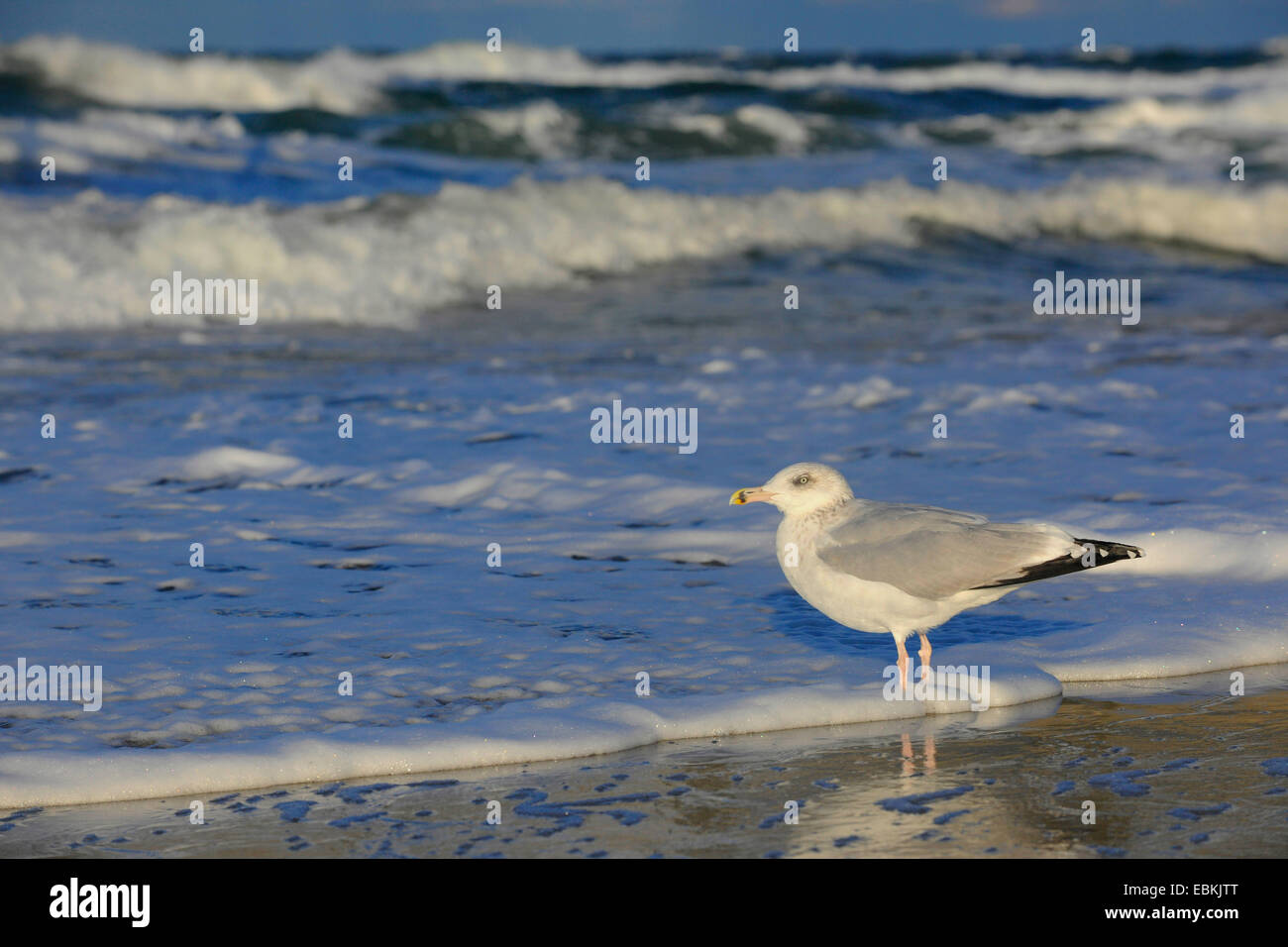 herring gull (Larus argentatus), standing on the Baltic Sea beach, Germany Stock Photo