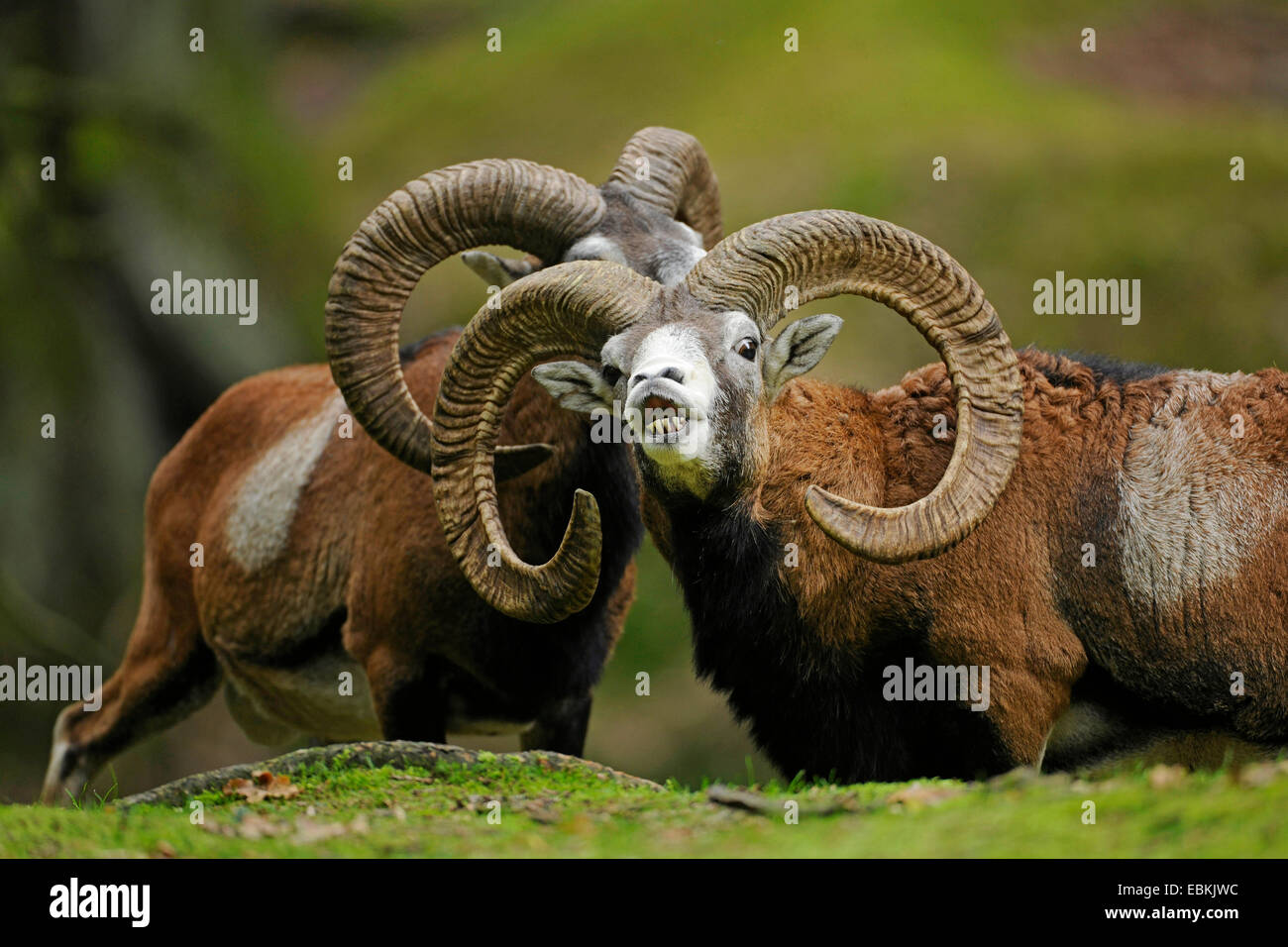 Mouflon (Ovis musimon, Ovis gmelini musimon, Ovis orientalis musimon), ram flehming in the rutting season, Germany Stock Photo