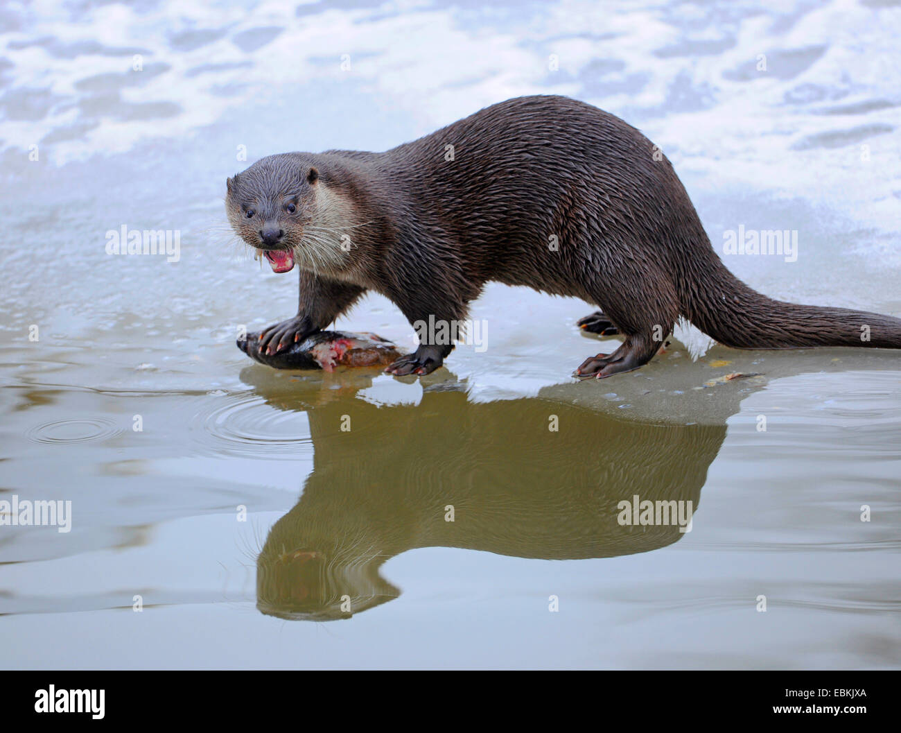 European river otter, European Otter, Eurasian Otter (Lutra lutra), eating a fish on ice, Germany Stock Photo