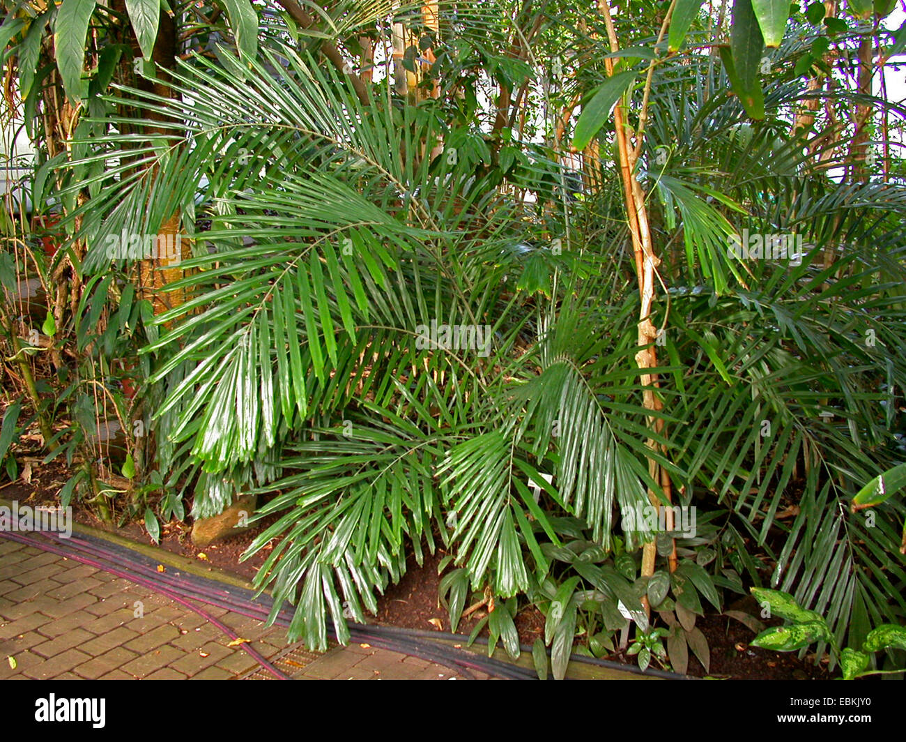 Dwarf Sugar Palm, Formosa Palm  (Arenga engleri) Stock Photo
