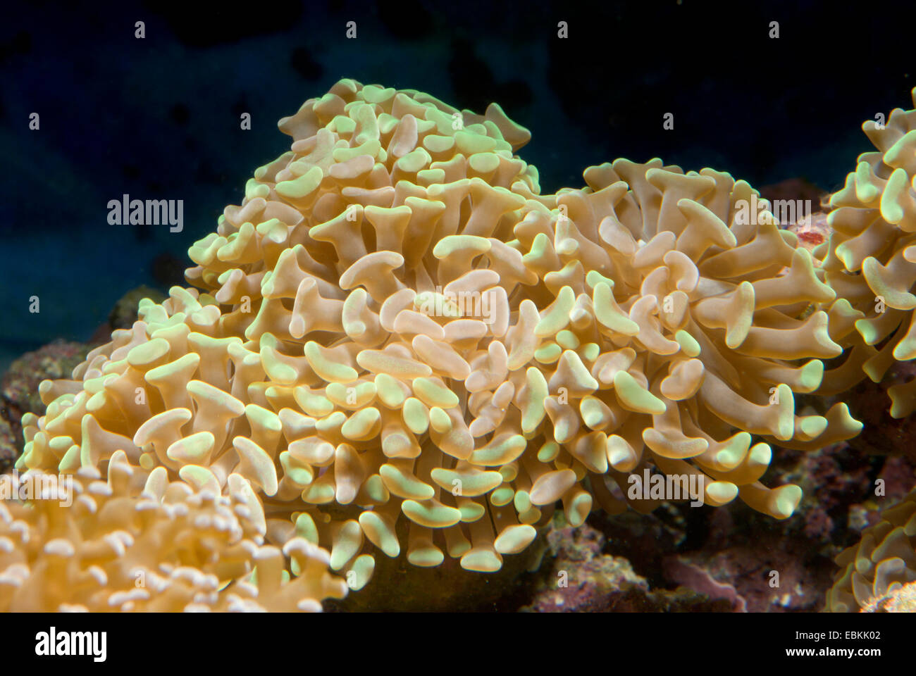 Torch Coral (Euphyllia spec.), high angle view Stock Photo