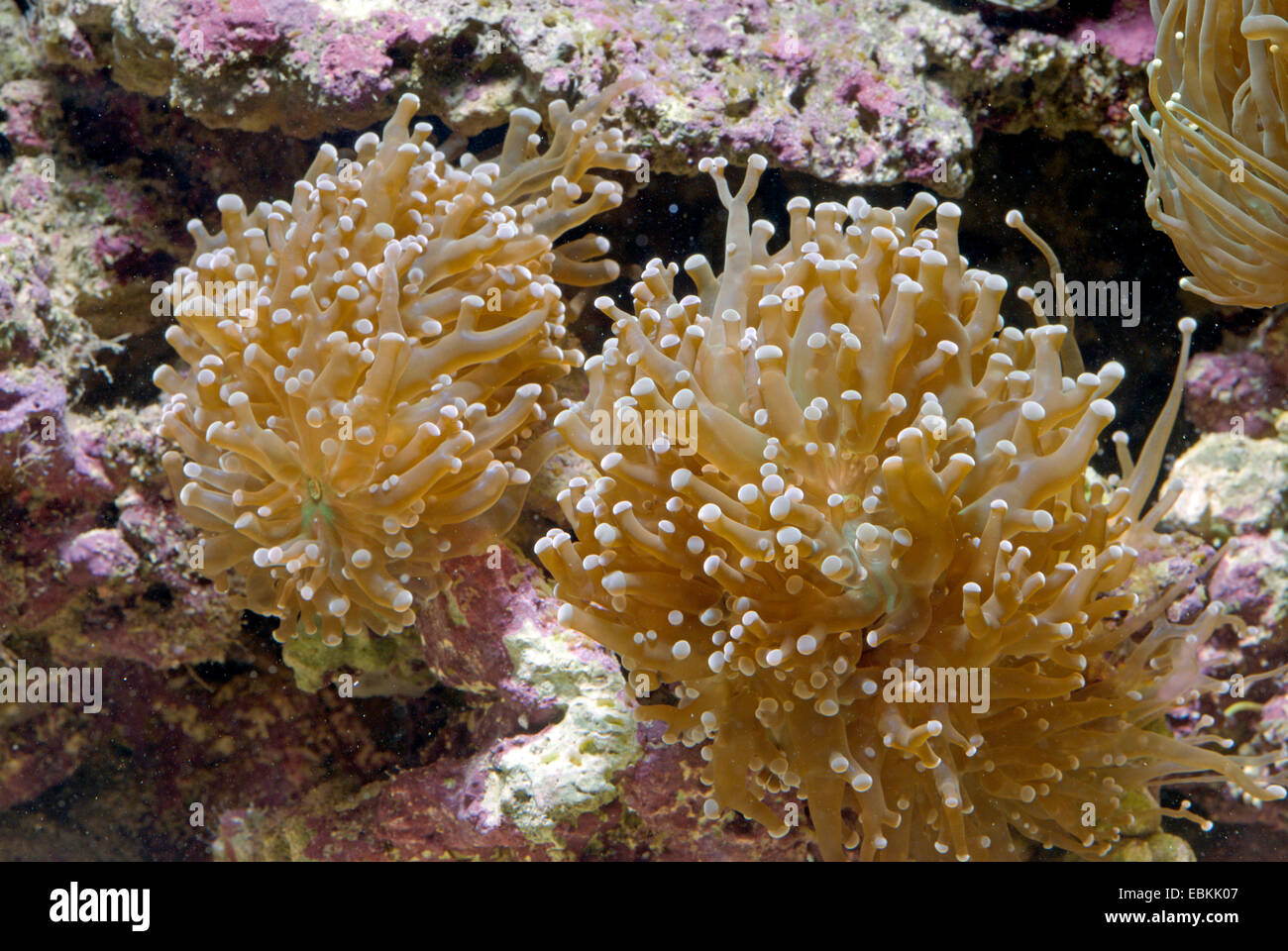 Torch Coral (Euphyllia spec.), high angle view Stock Photo