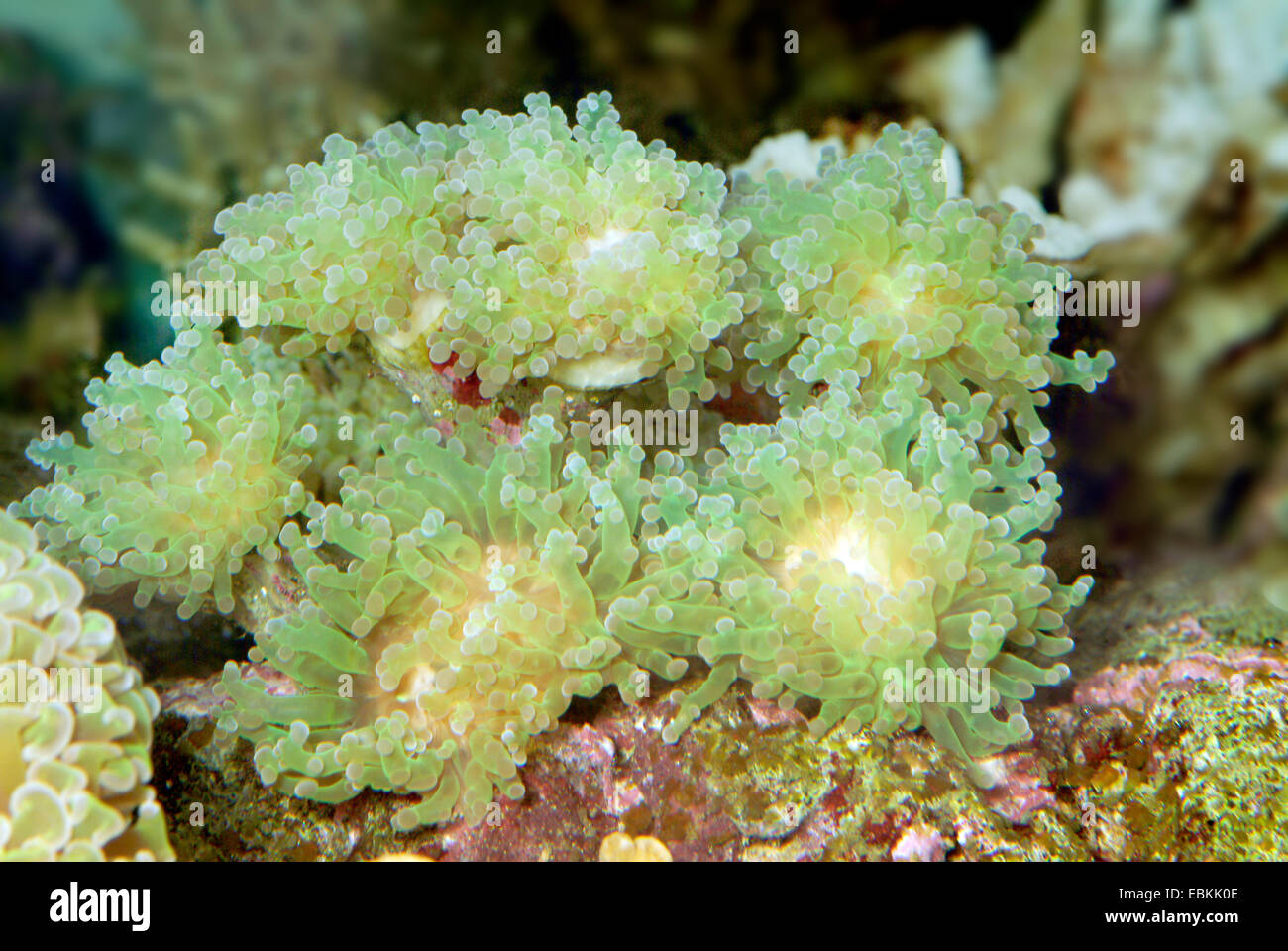 Torch Coral (Euphyllia spec.), colony Stock Photo