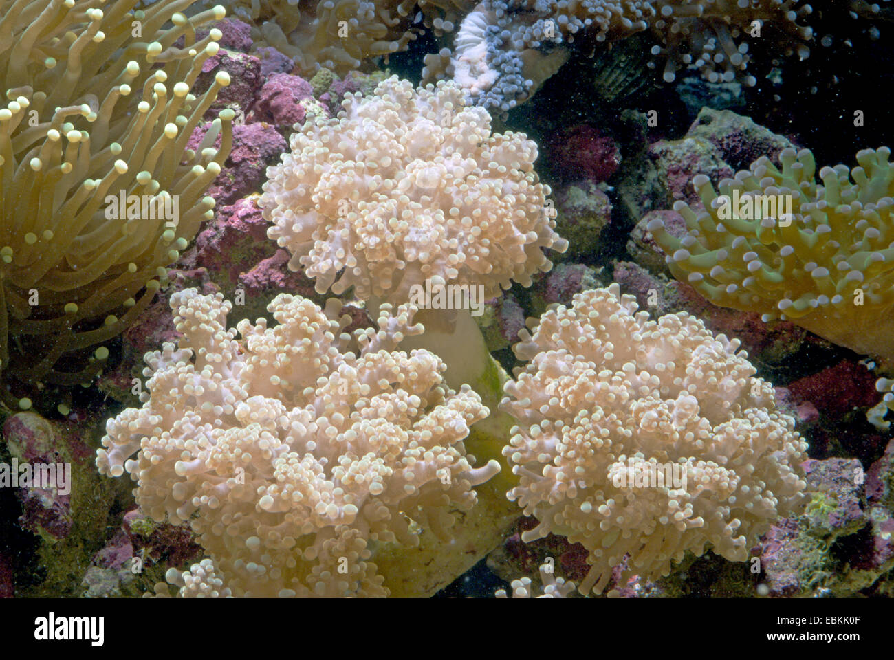 Torch Coral (Euphyllia yaeyamaensis), high angle view Stock Photo