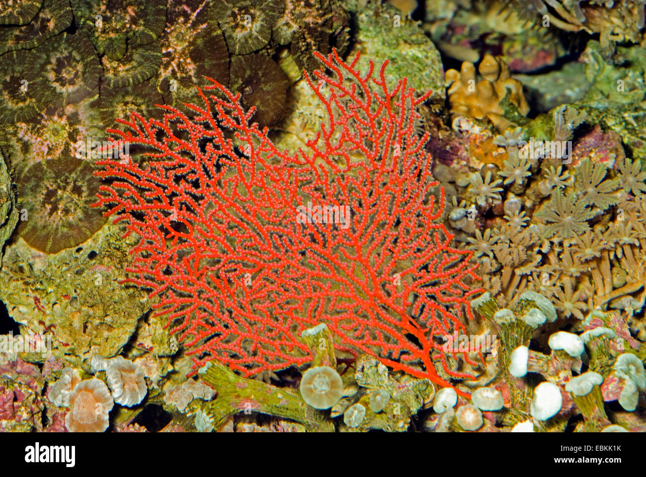 Gorgonian sea fan (Melithaea spec.), side view Stock Photo
