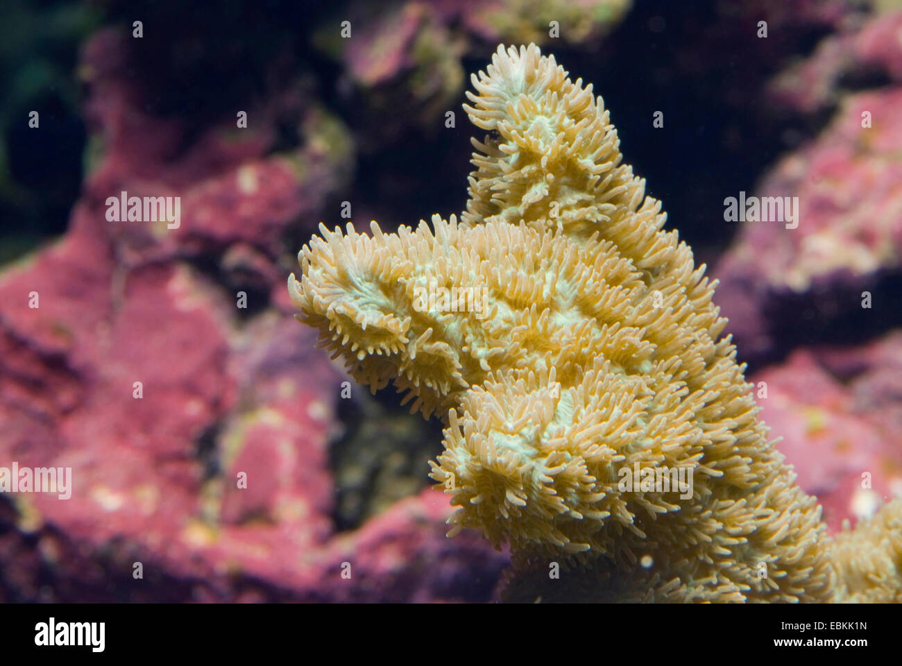 Stony Coral (Hydnophora exesa), detail of a colony Stock Photo