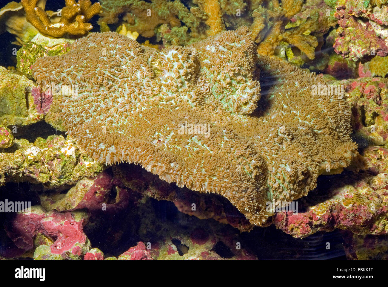Stony Coral (Hydnophora pilosa), side view Stock Photo