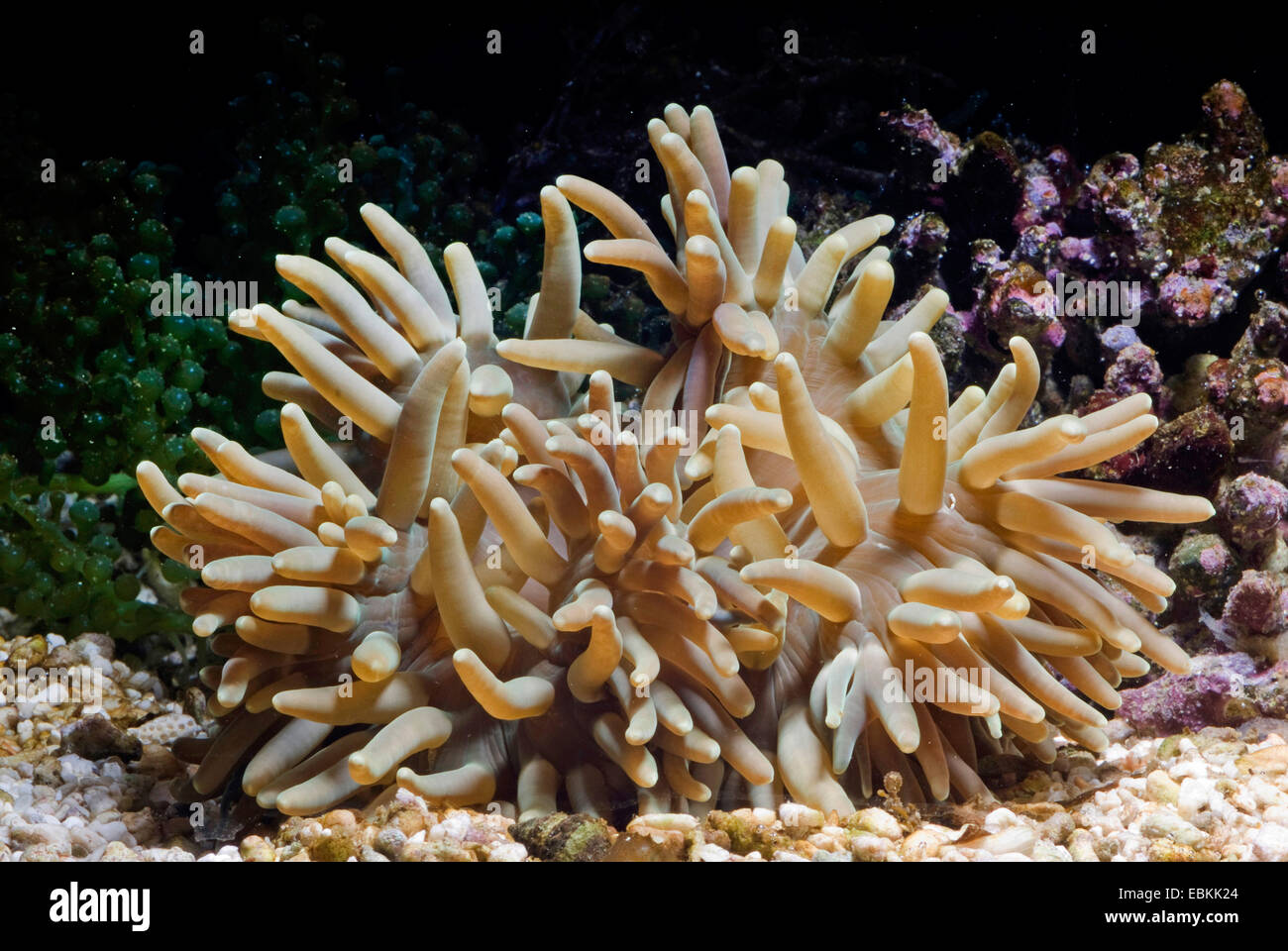 Leather anemone, Leathery sea anemone (Heteractis crispa), side view Stock Photo