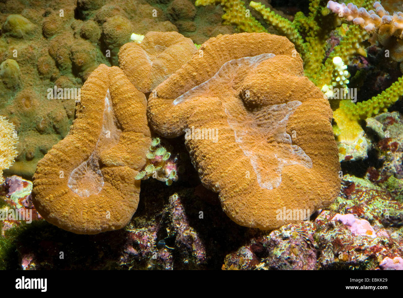 Flat Brain Coral (Lobophyllia hemprichii), side view Stock Photo