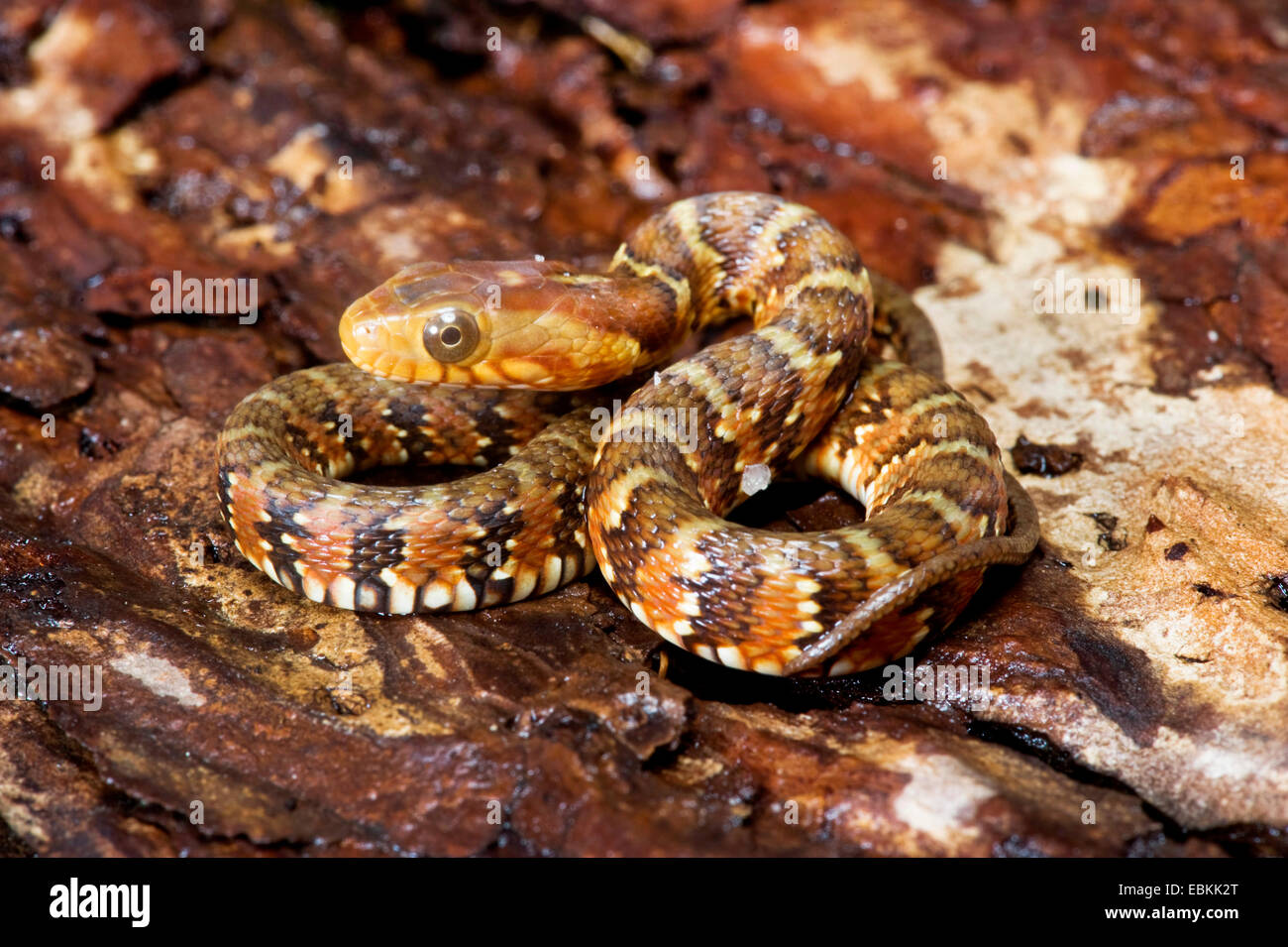 banded water snake (Nerodia fasciata), rolled-up Stock Photo