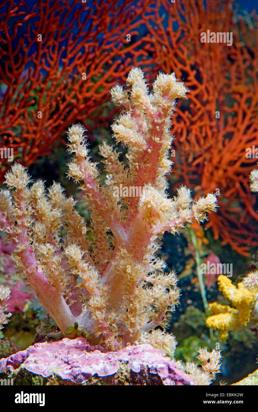 Broccoli Coral (Neospongodes spec.), side view Stock Photo