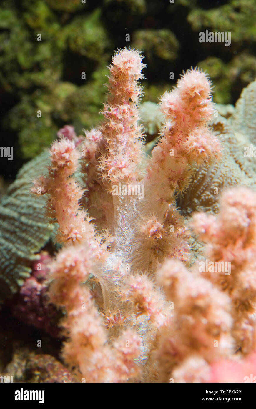 Broccoli Coral (Neospongodes spec.), side view Stock Photo