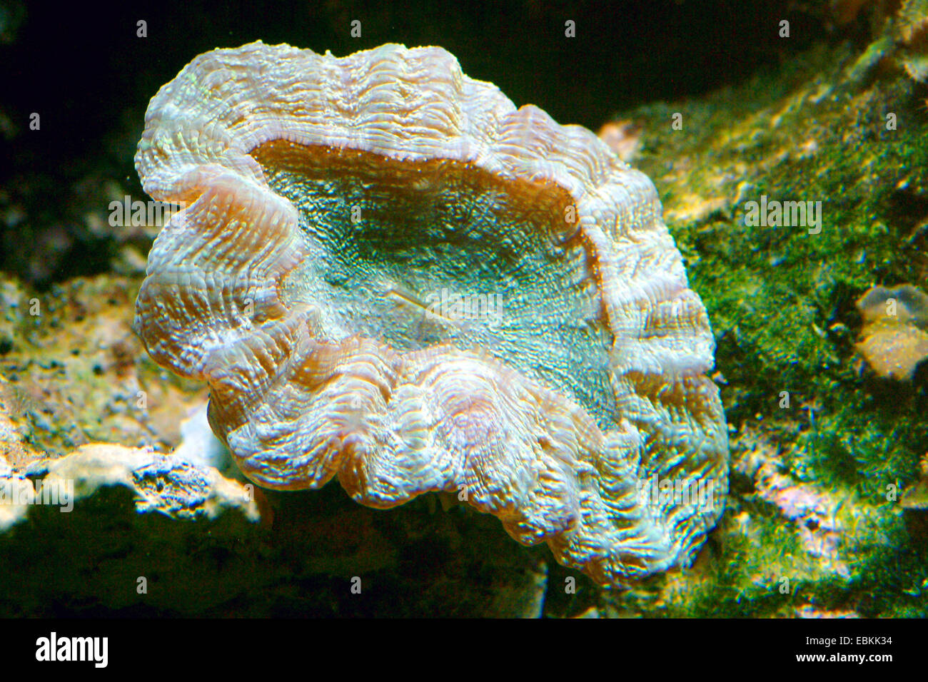 Stony coral (Lobophyllia robusta), side view Stock Photo