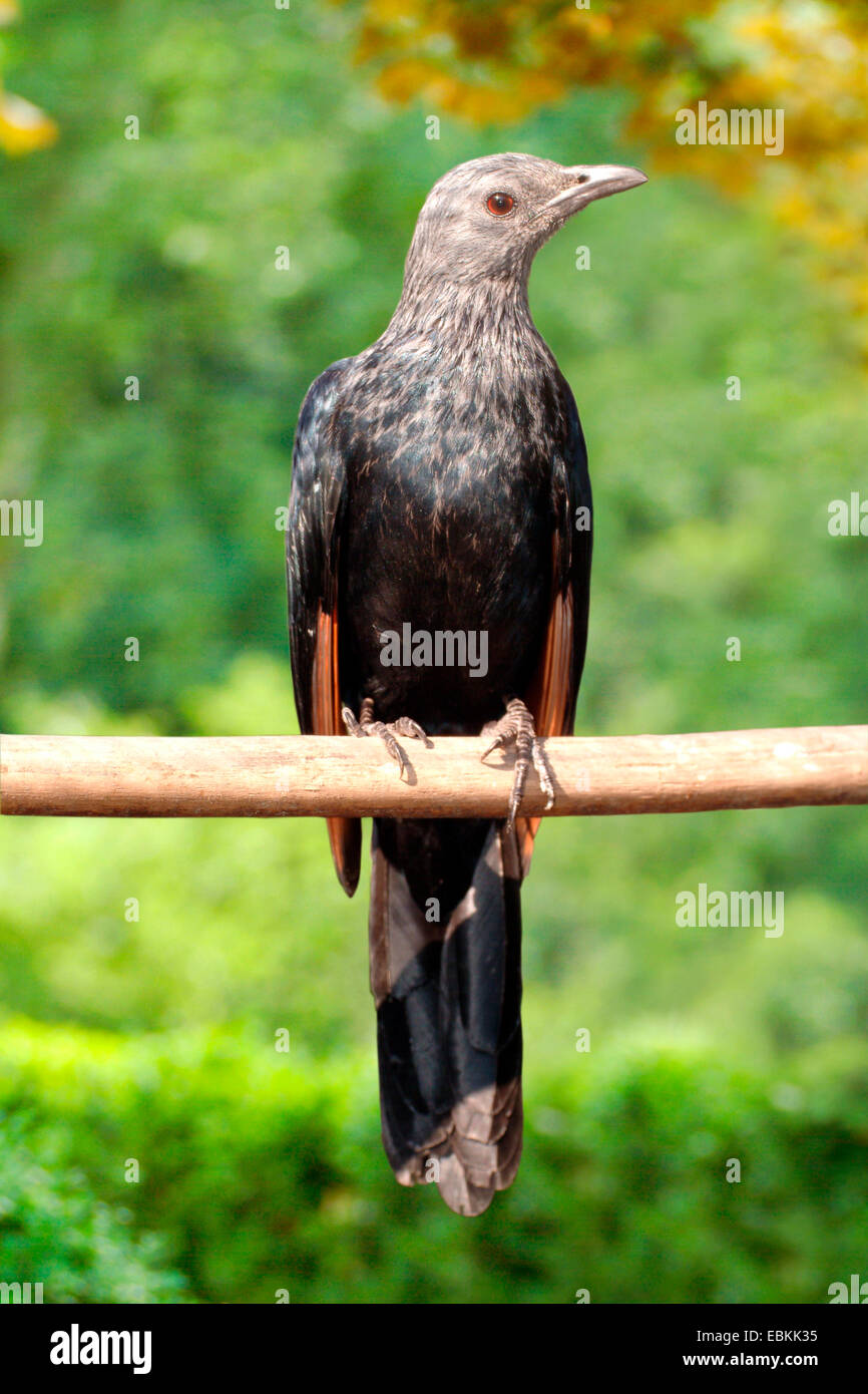 African red-winged starling (Onychognathus morio), on a branch Stock Photo