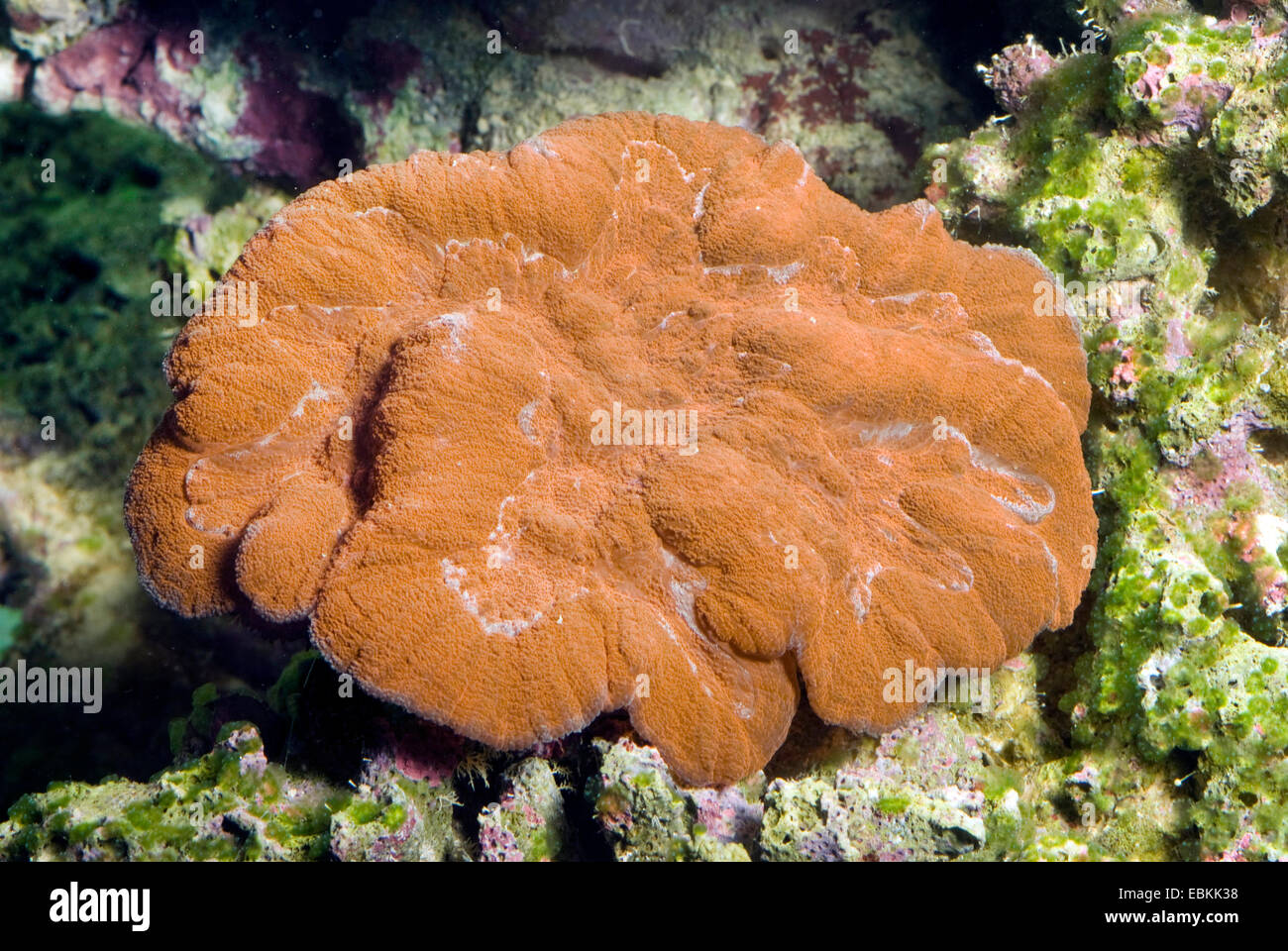 Lobed Brain Coral (Lobophyllia spec.), high angle view Stock Photo