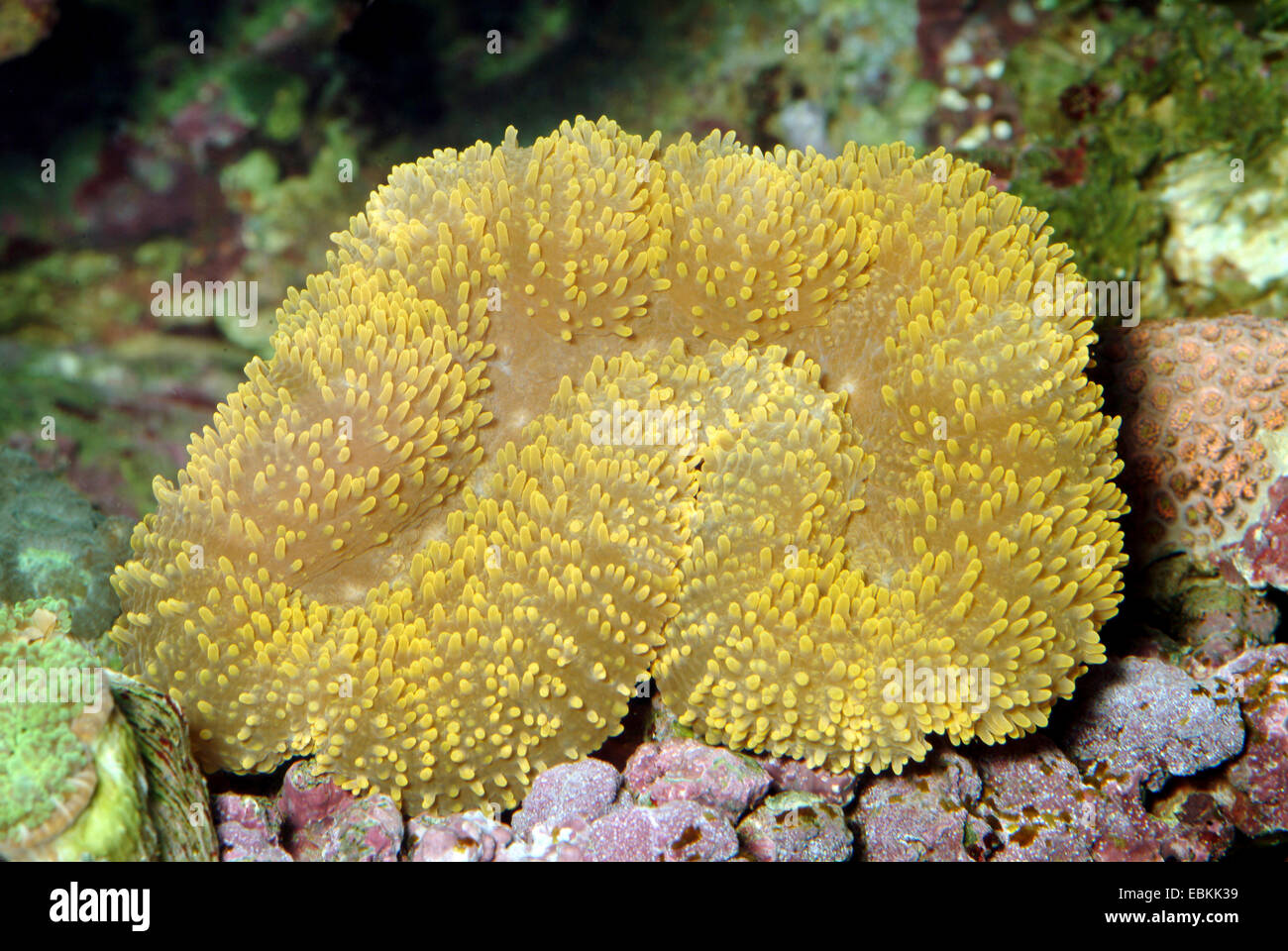 Lobed Brain Coral (Lobophyllia spec.), high angle view Stock Photo