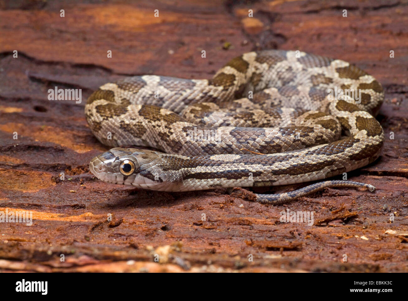 Grey Rat Snake (Elaphe obsoleta spiloides, Pantherophis obsoletus spiloides), rolled-up Stock Photo