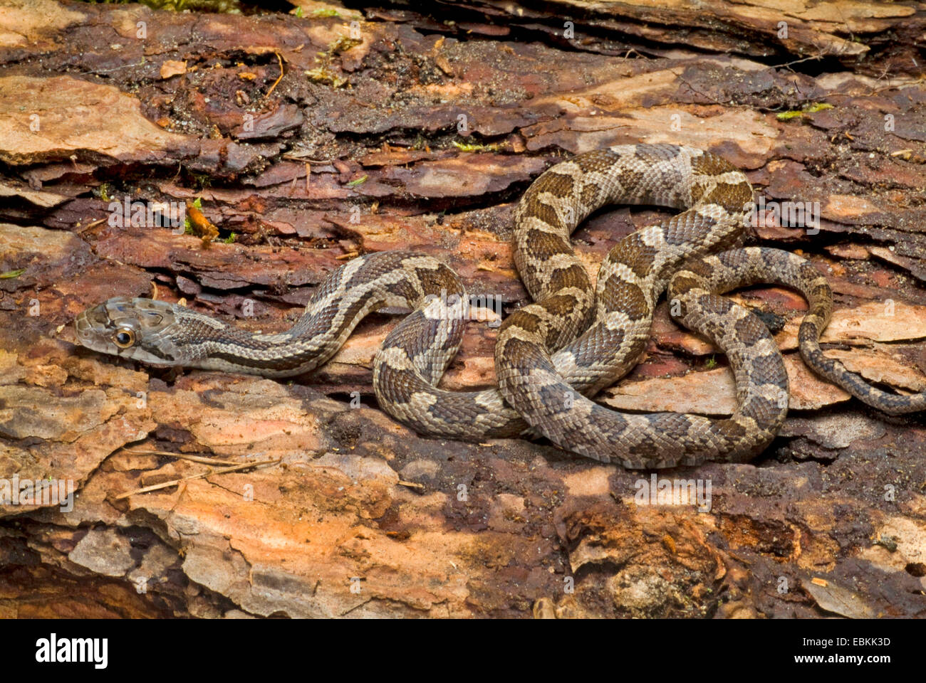 Grey Rat Snake (Elaphe obsoleta spiloides, Pantherophis obsoletus spiloides), winding Stock Photo