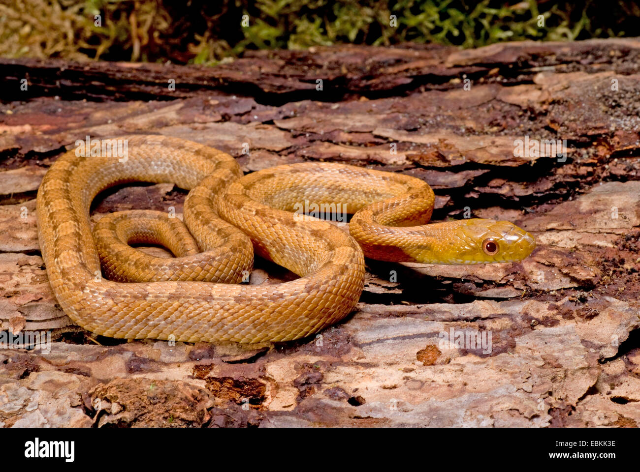 Yellow Rat Snake (Elaphe obsoleta quadrivittata, Pantherophis obsoletus quadrivittatus), rolled-up Stock Photo