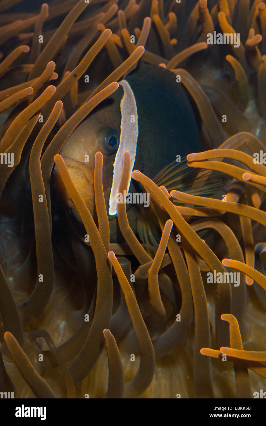 red clownfish, tomato anemonefish, tomato clownfish (Amphiprion frenatus), among the tentacles of a bulb-tip sea anemone Stock Photo