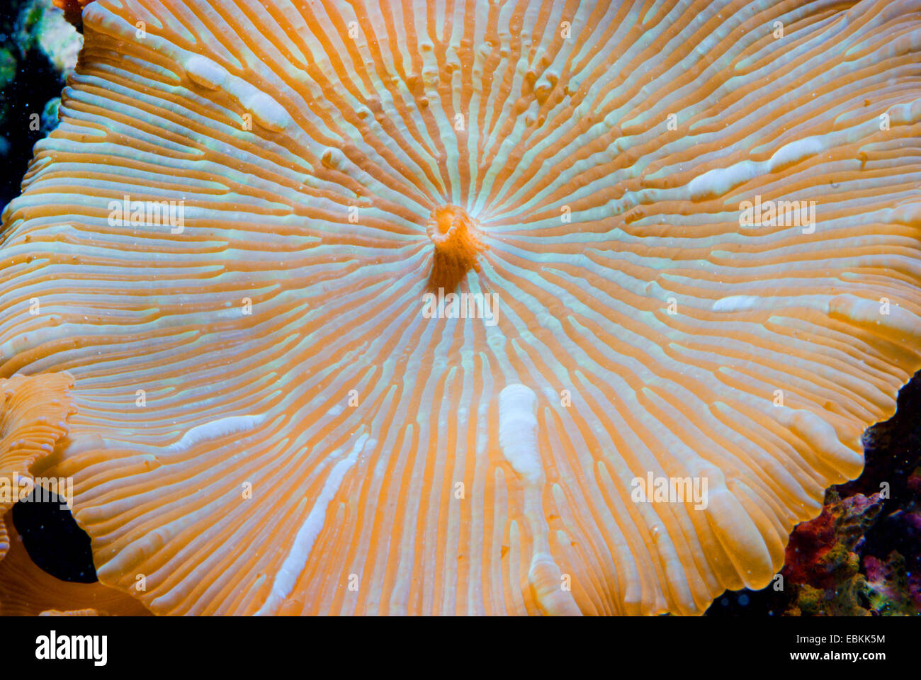 Mushroom Coral (Discosoma spec.), close-up view Stock Photo