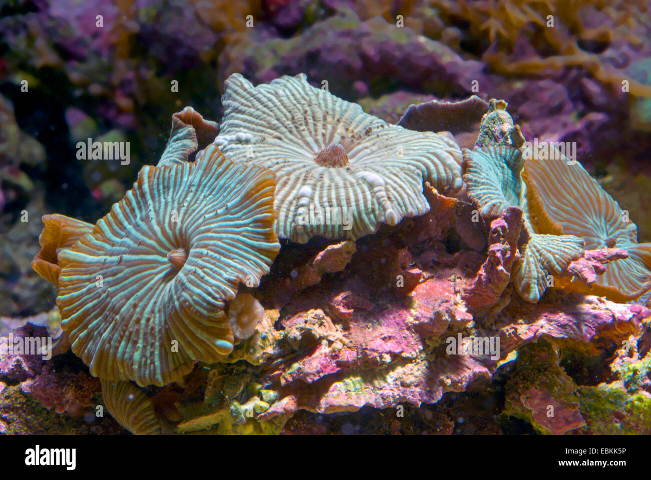 Mushroom Coral (Discosoma spec.), four mushroom corals Stock Photo
