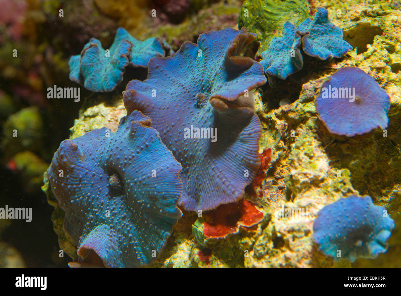 Mushroom Coral (Discosoma spec.), seven blue mushroom corals Stock Photo