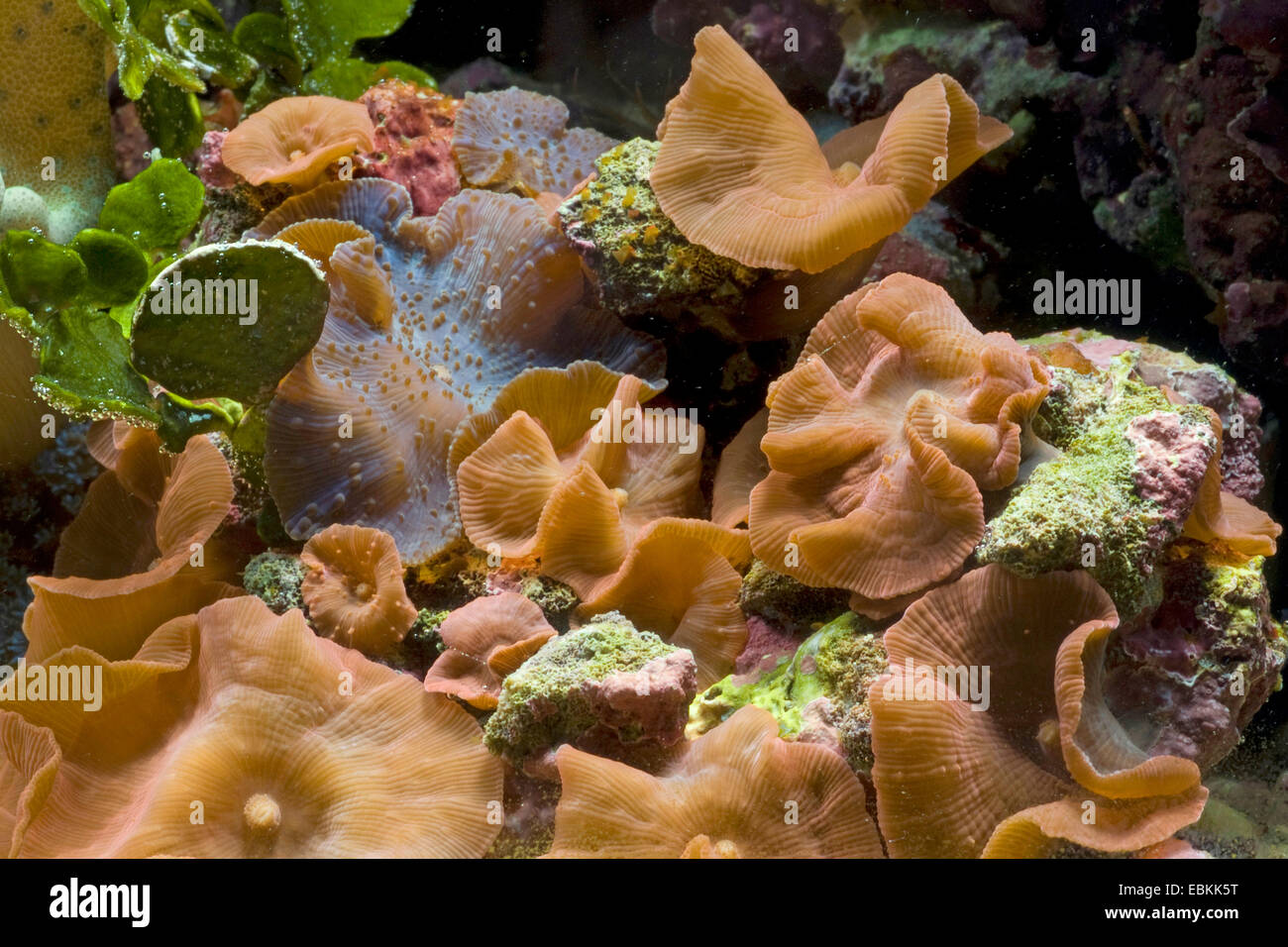 Mushroom Coral (Discosoma spec.), several brown mushroom corals Stock Photo