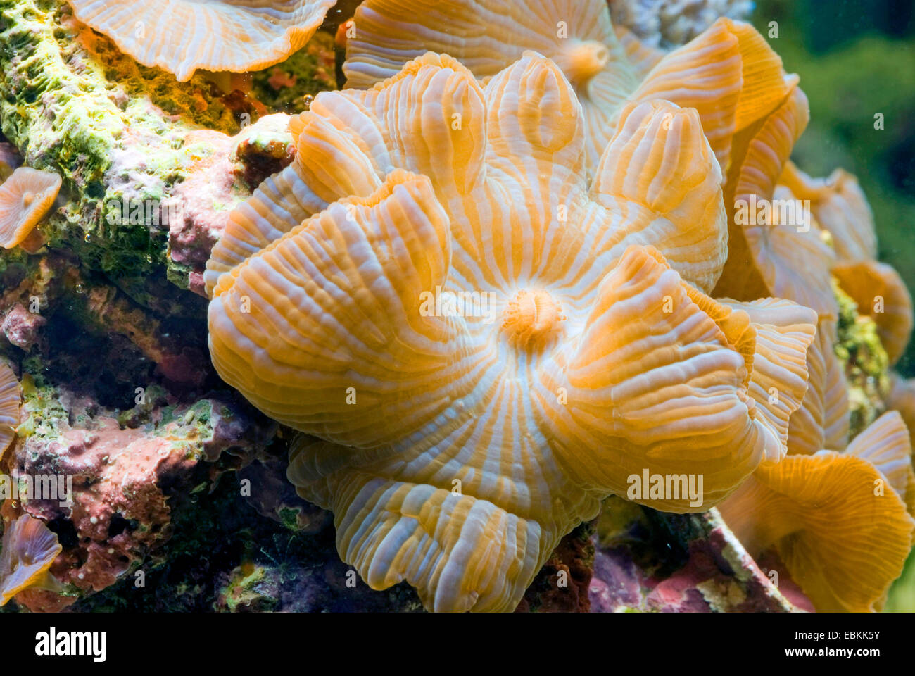 Mushroom Coral (Discosoma spec.), yellow-striped mushroom coral Stock Photo