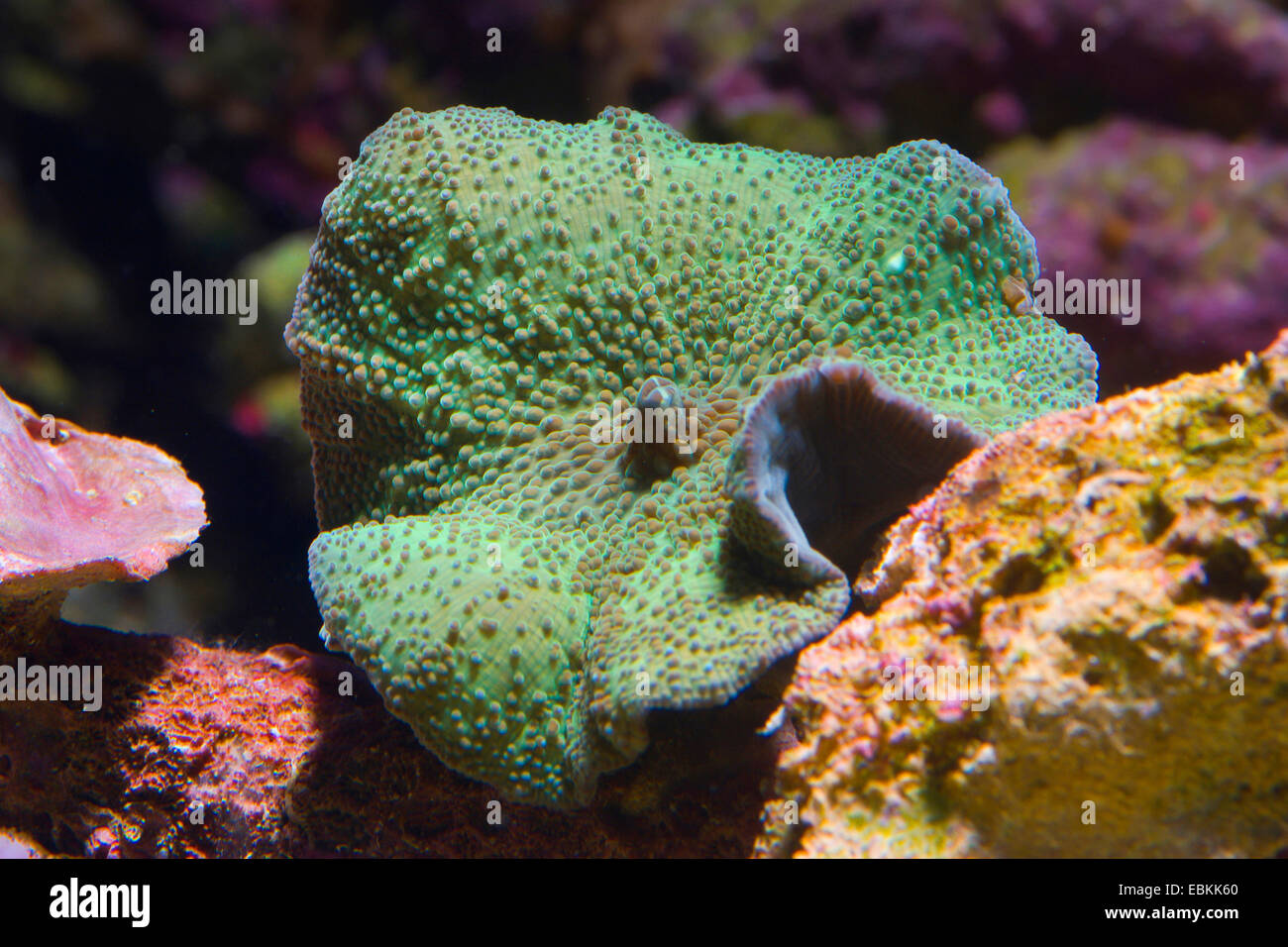 Mushroom Coral (Discosoma spec.), green mushroom coral Stock Photo