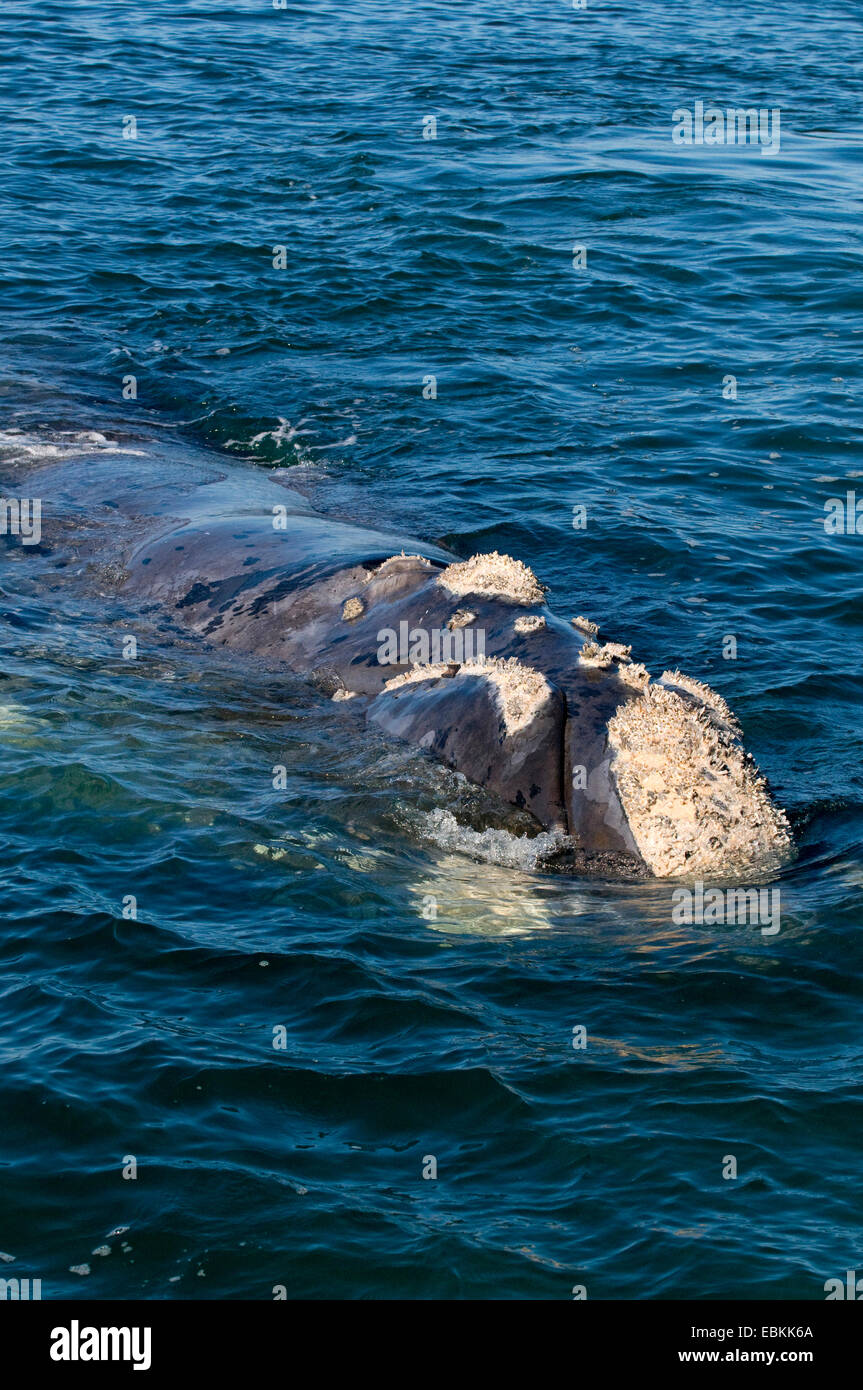 southern right whale (Eubalaena australis, Balaena glacialis australis), swimming at the water surface, South Africa Stock Photo