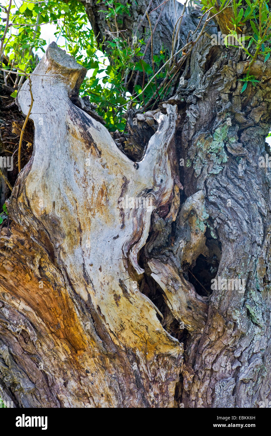 Broken willows hires stock photography and images Alamy