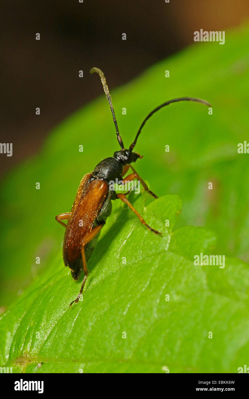 Longhorn Beetle (Alosterna tabacicolor), on a leaf, Germany Stock Photo