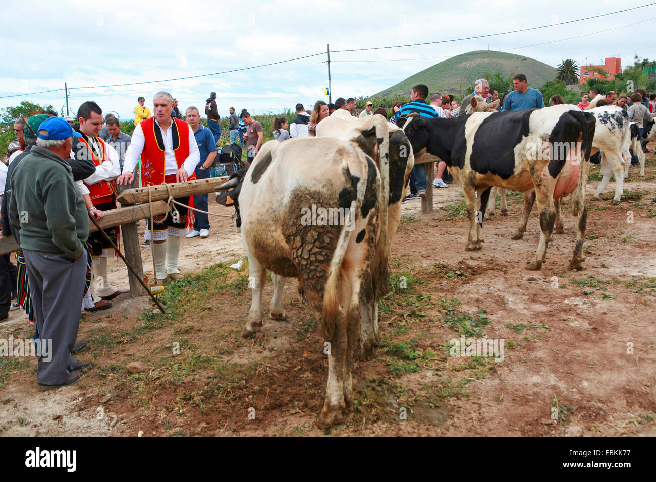 cows at the fair San Antonio Abad, festival in compliment to the holy Antonius, the patron saint of the animals, Canary Islands, Tenerife, Buenavista del Norte Stock Photo